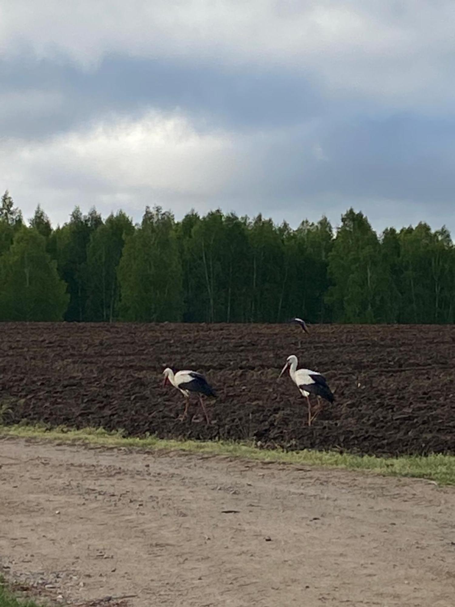 Mazurska Stodola Na Polwyspie Pilchowskim Pilchy Zewnętrze zdjęcie